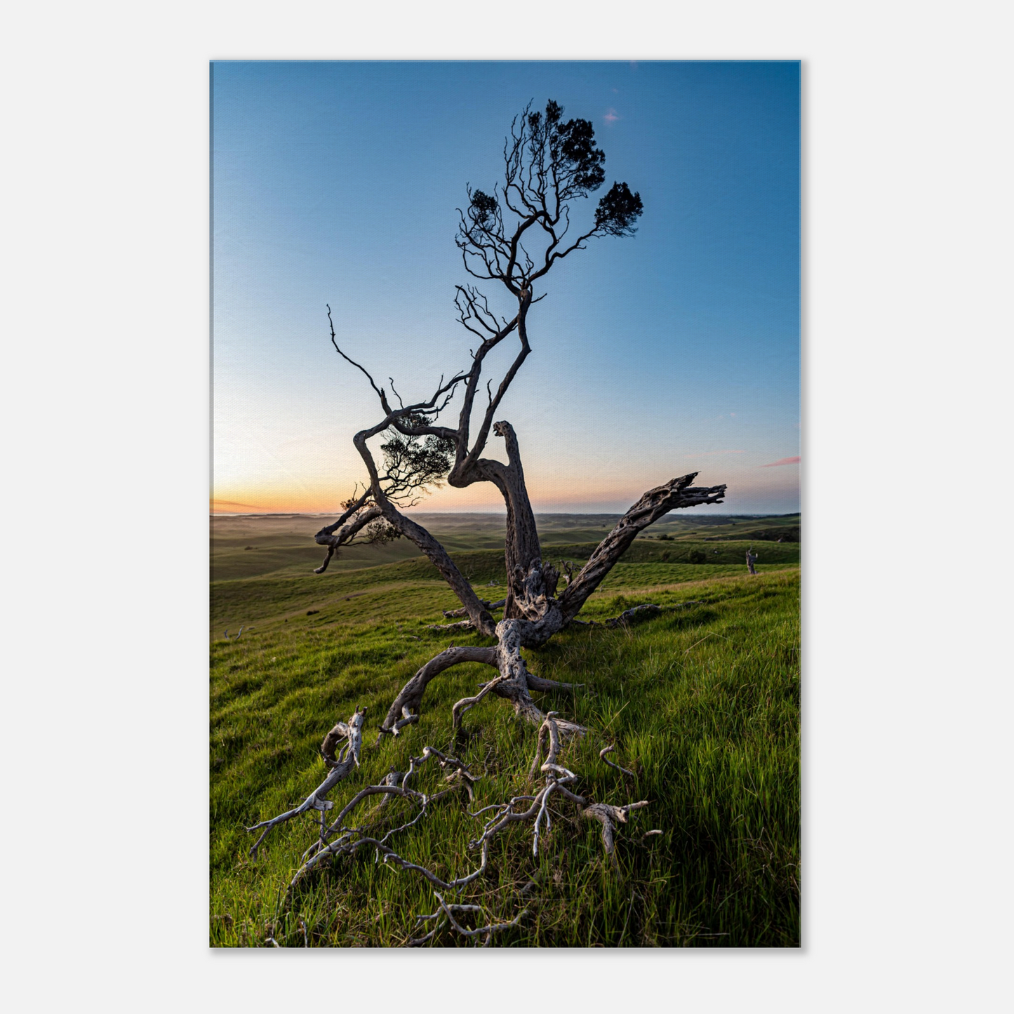 Twisted tree in sunset on canvas by Istvan Maar Photography - close-up