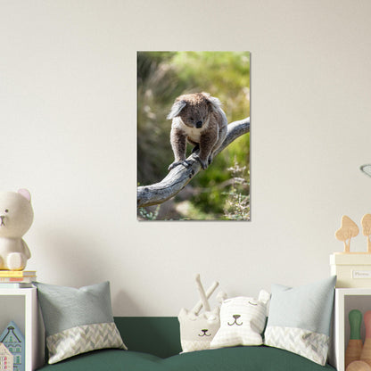 Cute koala in wildlife park by Istvan Maar Photography - kids room