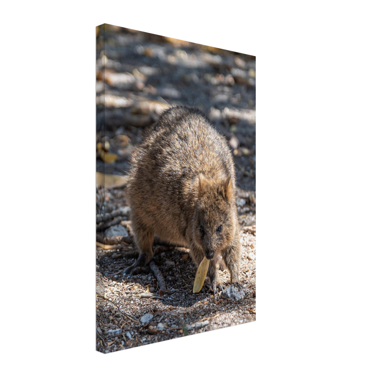 Cute Australian Animal Quokka Canvas by Istvan Maar Photography home décor