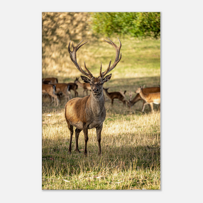 	
Deer Wildlife Animals Art Nursery Photography Wall Decor Kids Room Poster Playroom Artwork Stag Stretched Canvas 120