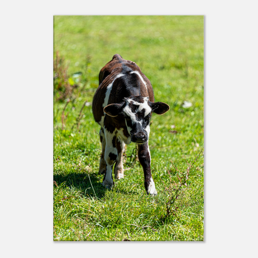 Cute calf Domestic Animal Canvas Wall Art Photography, Nursery Print, Nursery Animal Wall Decor, Kids Room, Prints, Stretched canvas by Istvan Maar Photography mockup 30