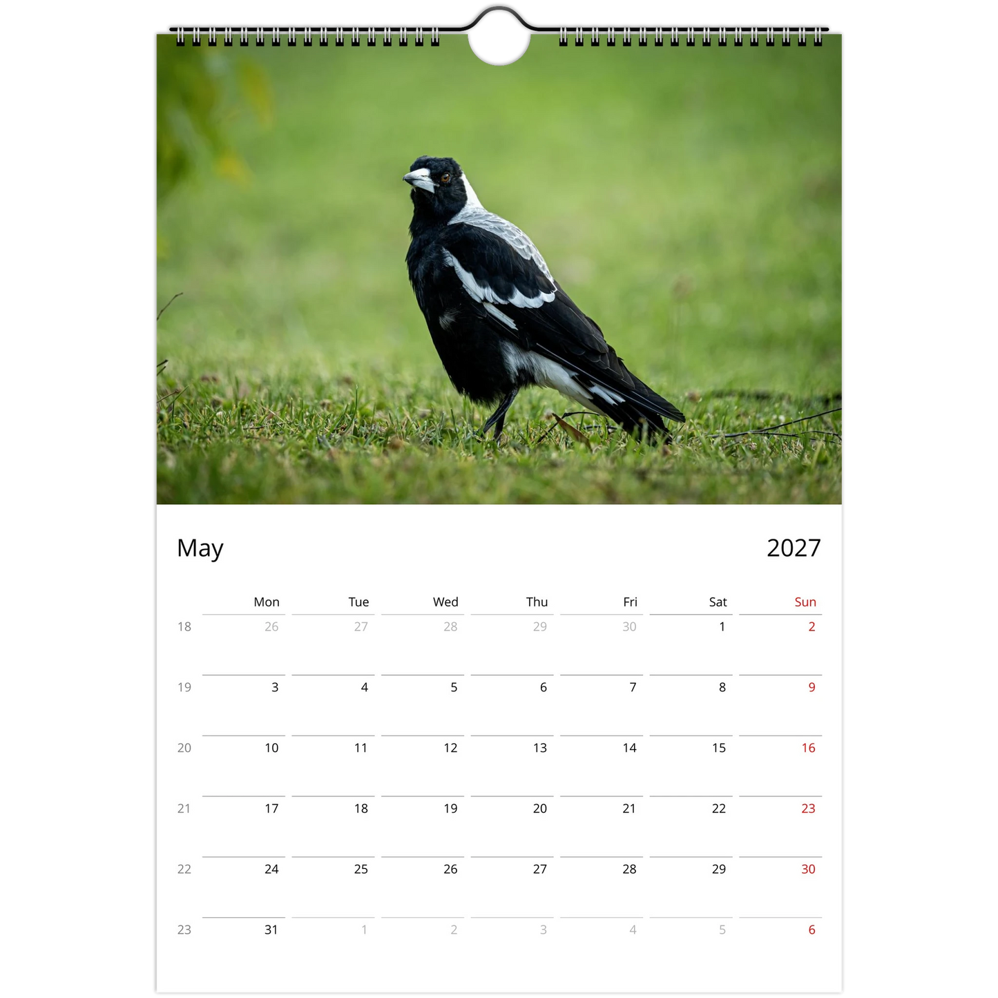 Australian Magpie striding across lush green grass with bokeh background