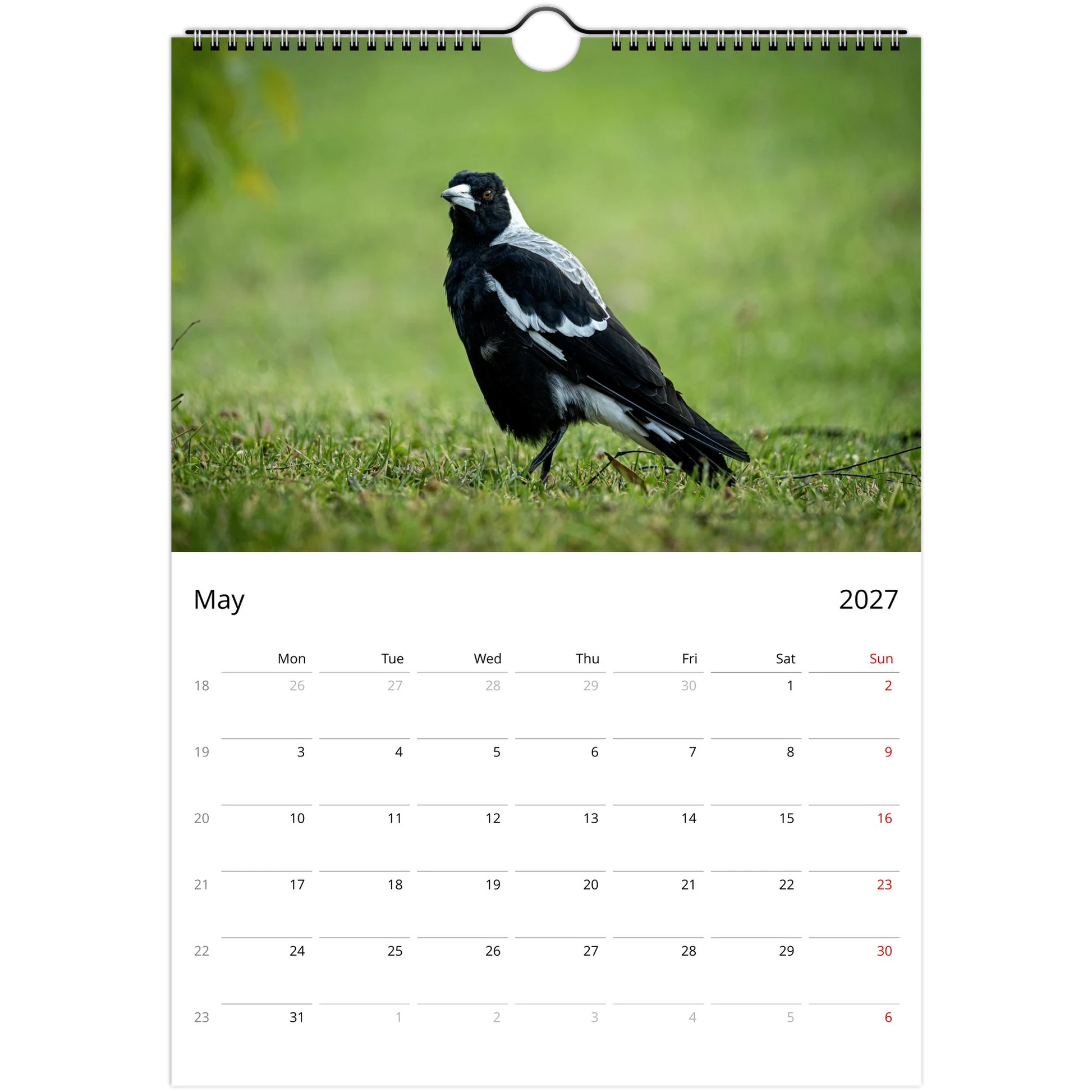 Australian Magpie striding across lush green grass with bokeh background