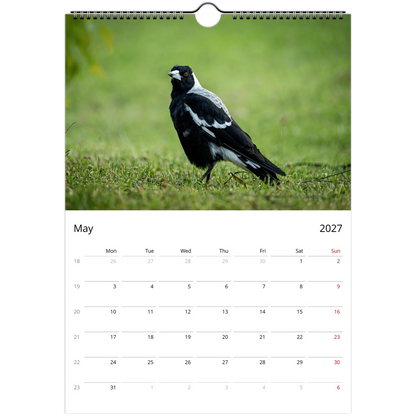 Australian Magpie striding across lush green grass with bokeh background