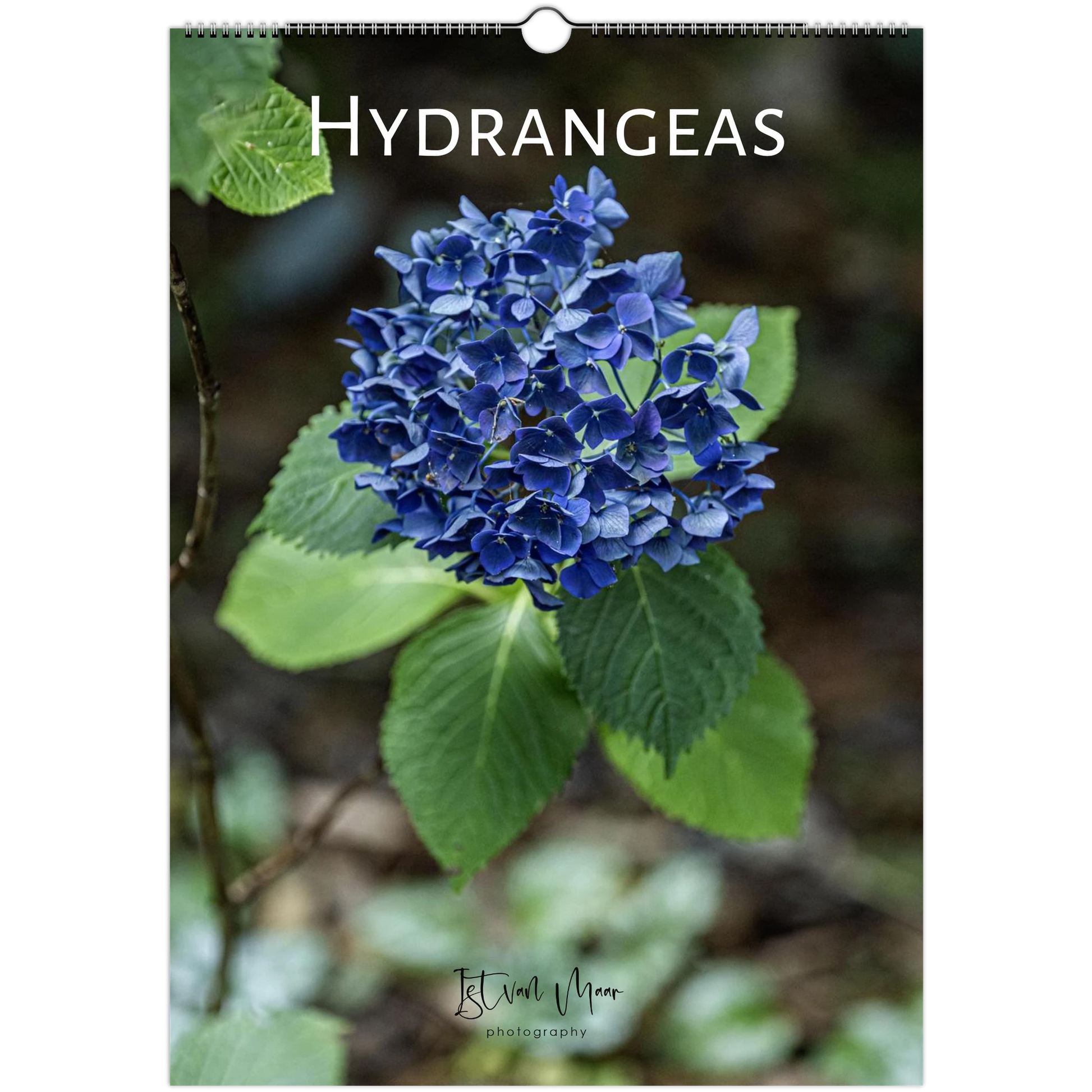 Hydrangeas Wall Calendar featuring colourful hydrangea flowers photographed in the Dandenong Ranges, Victoria by Istvan Maar. Sizes in A4, A3, LT and LG sizes.