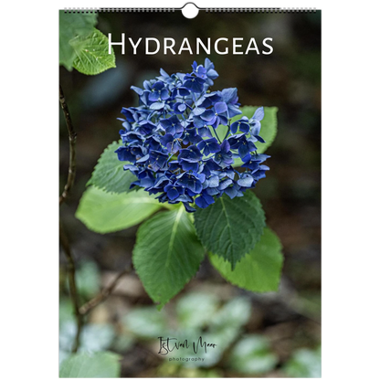 Hydrangeas Wall Calendar featuring colourful hydrangea flowers photographed in the Dandenong Ranges, Victoria by Istvan Maar. Sizes in A4, A3, LT and LG sizes.