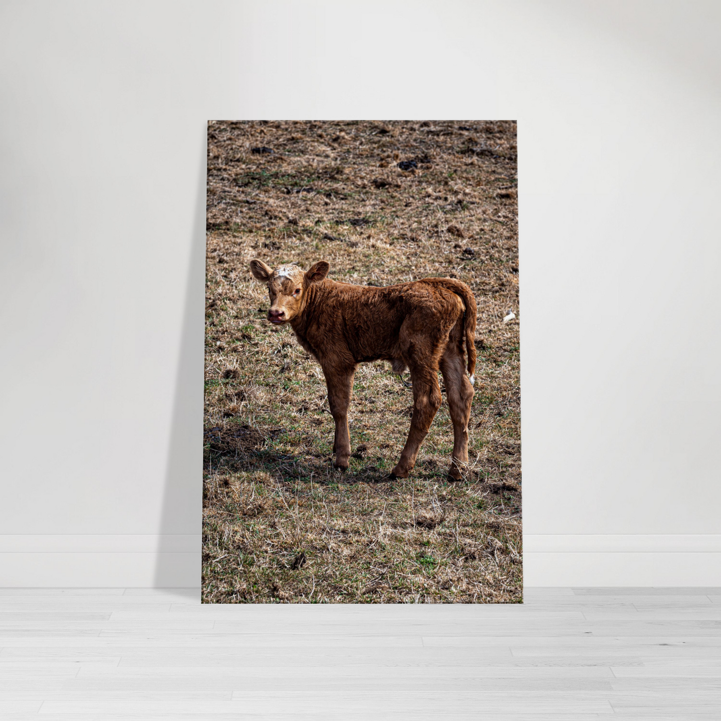 Cute calf Domestic Animal Canvas Wall Art Photography, Nursery Print, Nursery Animal Wall Decor, Kids Room, Prints, Stretched canvas by Istvan Maar Photography mockup 12