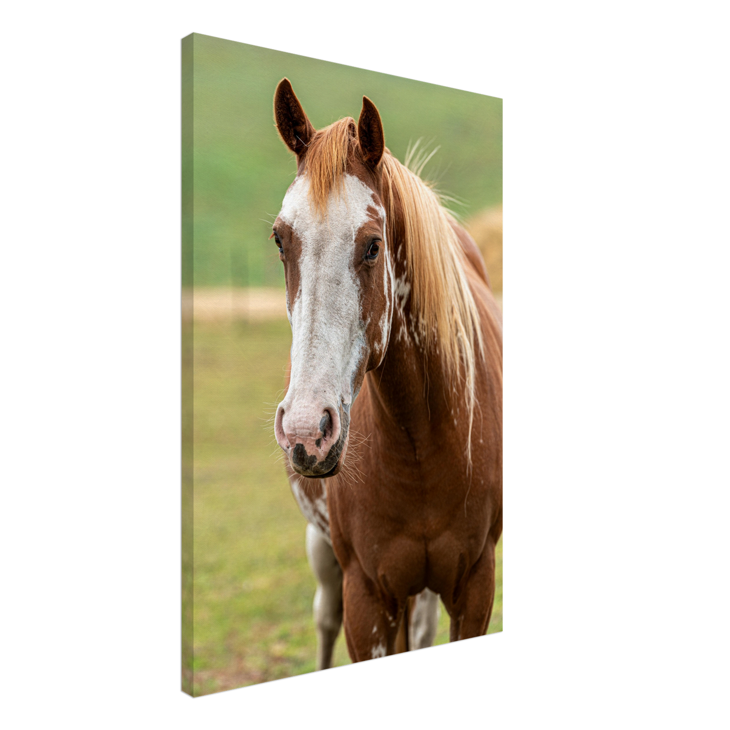 Horse Canvas Wall Art by Istvan Maar Photography