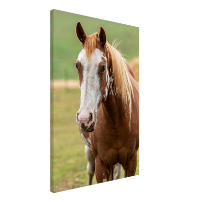 Horse Canvas Wall Art by Istvan Maar Photography