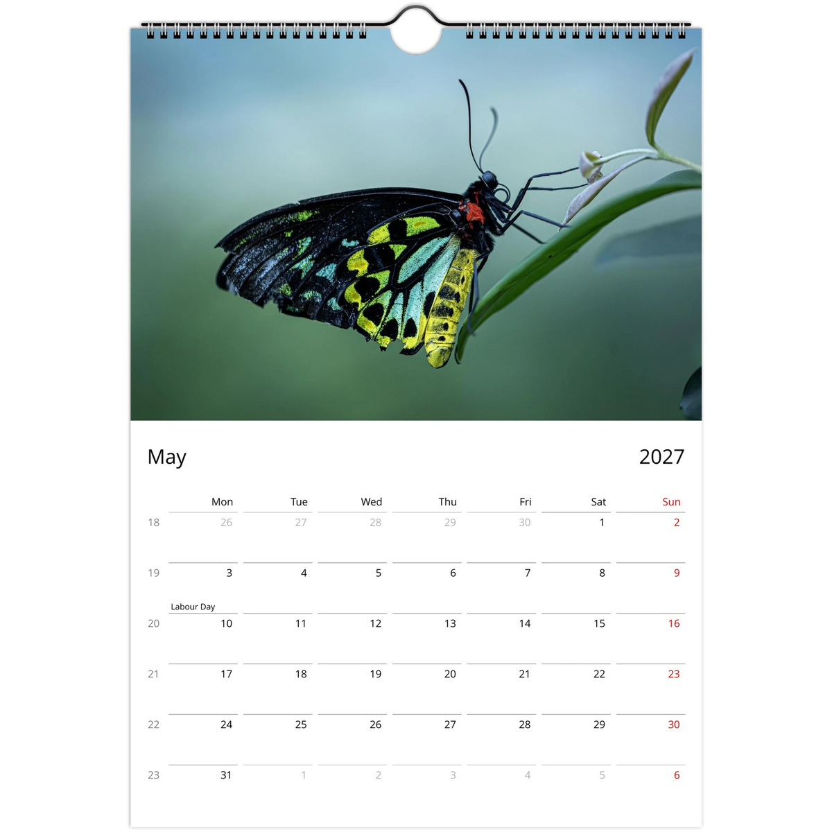 September page of the 2027 Australian Butterflies Wall Calendar: a brown butterfly with white-edged wings resting on a large green leaf above the monthly grid