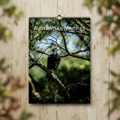 A3 wall calendar featuring Australian Magpie wildlife photography displayed in a natural setting with soft green bokeh background