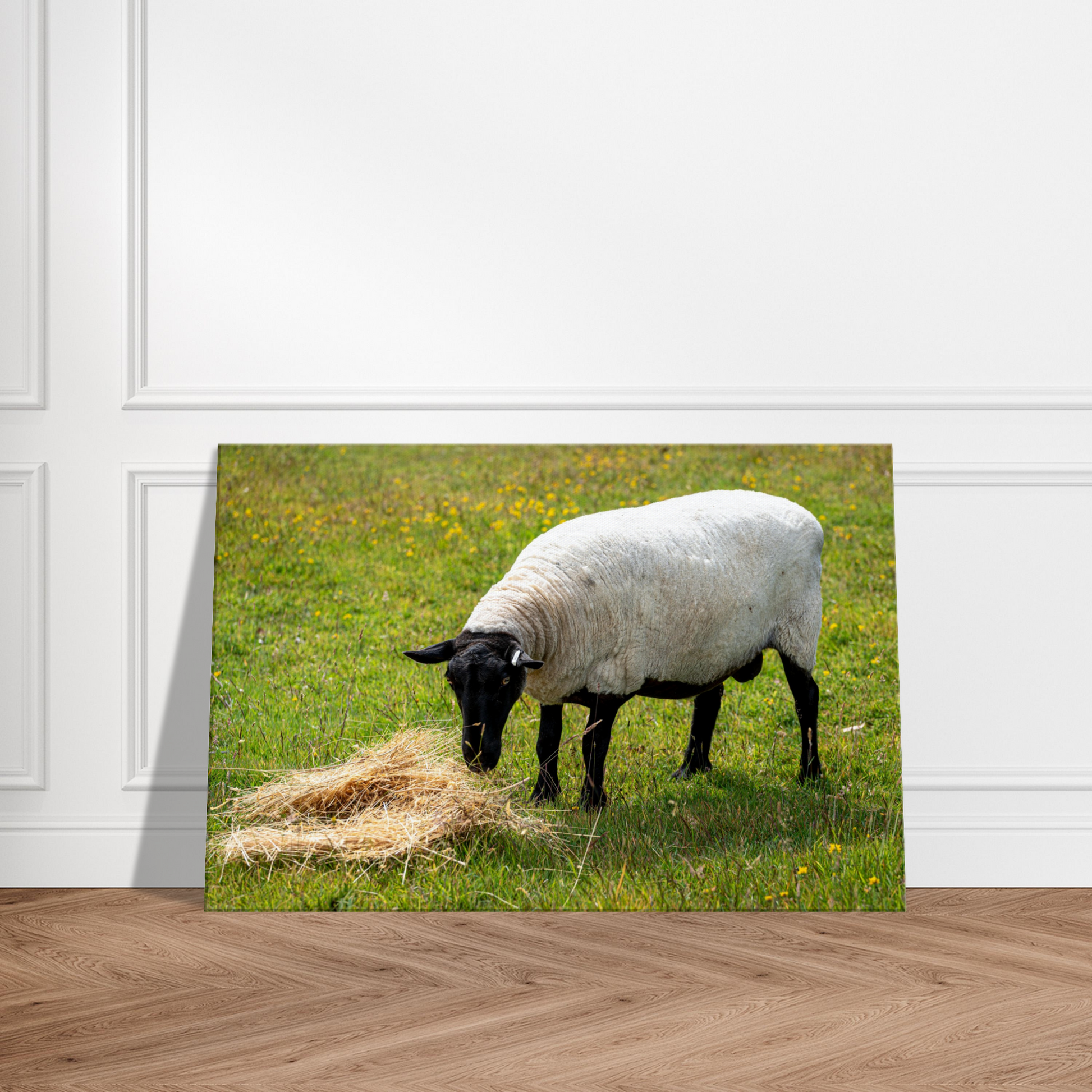 Sheep Domestic Animal Canvas Wall Art Photography, Nursery Print, Nursery Animal Wall Decor, Kids Room, Prints, Stretched canvas by Istvan Maar Photography 03