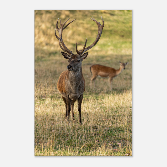 	
Deer Wildlife Animals Art Nursery Photography Wall Decor Kids Room Poster Playroom Artwork Stag Stretched Canvas 064