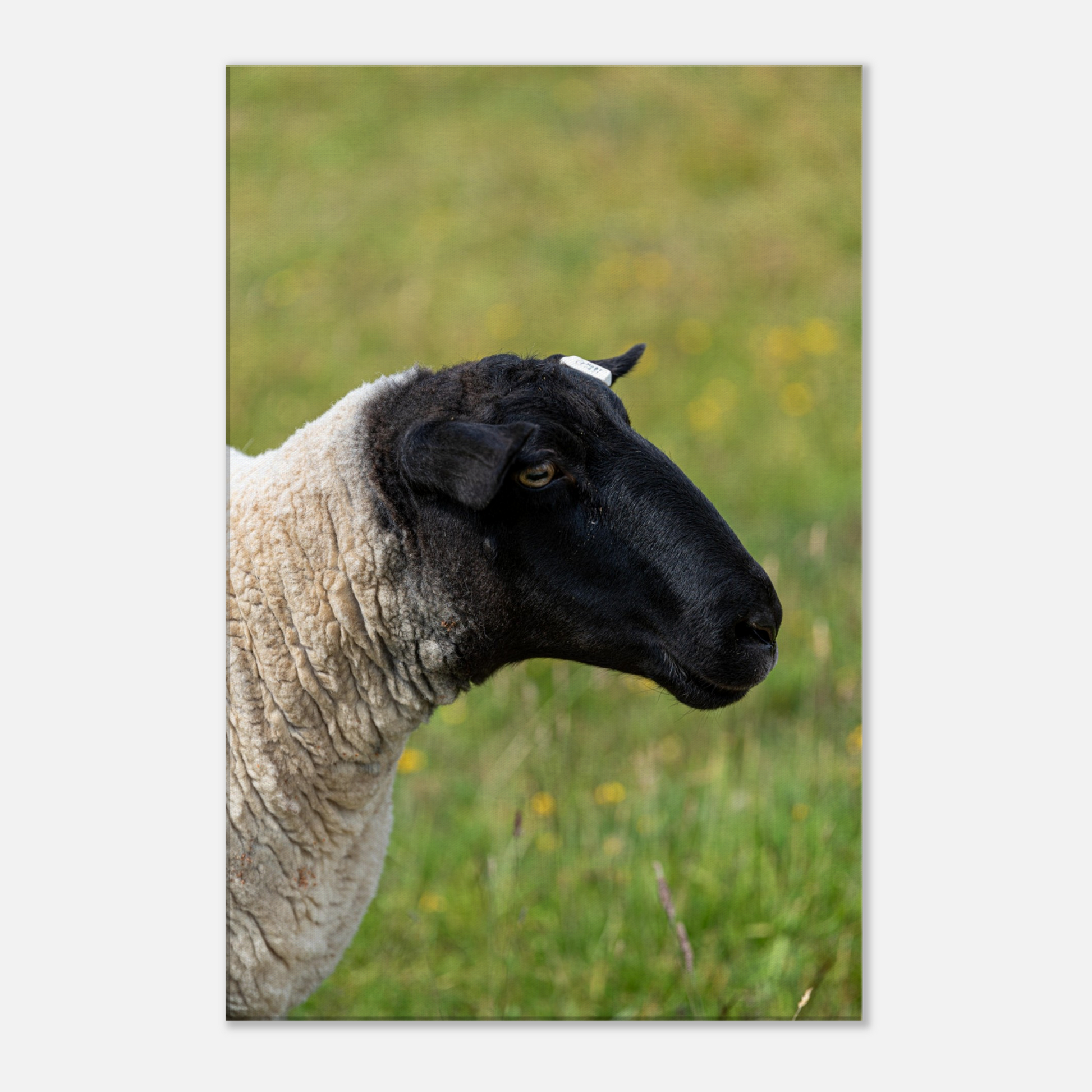 Sheep Domestic Animal Canvas Wall Art Photography, Nursery Print, Nursery Animal Wall Decor, Kids Room, Prints, Stretched canvas by Istvan Maar Photography 01