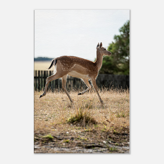 	
Deer Wildlife Animals Art Nursery Photography Wall Decor Kids Room Poster Playroom Artwork Stag Stretched Canvas 193