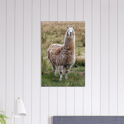 Llama Domestic Farm Animal Canvas Wall Art Photography, Nursery Print, Nursery Animal Wall Decor, Kids Room, Prints, Stretched canvas by Istvan Maar Photography mockup 07