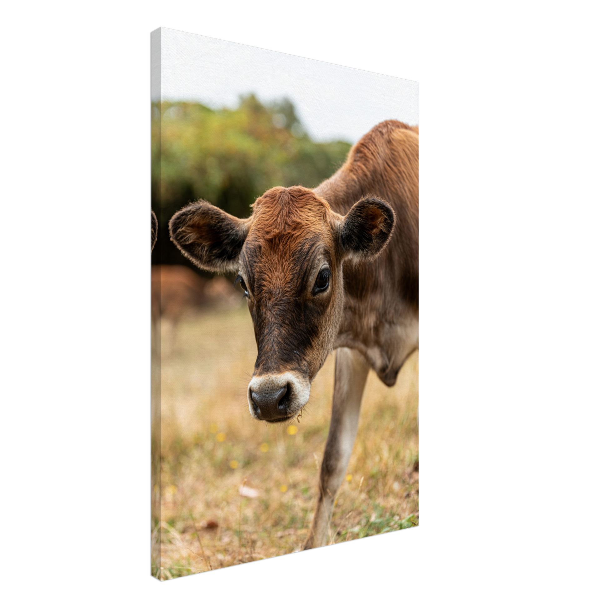 Cute calf Domestic Animal Canvas Wall Art Photography, Nursery Print, Nursery Animal Wall Decor, Kids Room, Prints, Stretched canvas by Istvan Maar Photography mockup 25