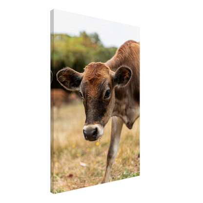 Cute calf Domestic Animal Canvas Wall Art Photography, Nursery Print, Nursery Animal Wall Decor, Kids Room, Prints, Stretched canvas by Istvan Maar Photography mockup 25