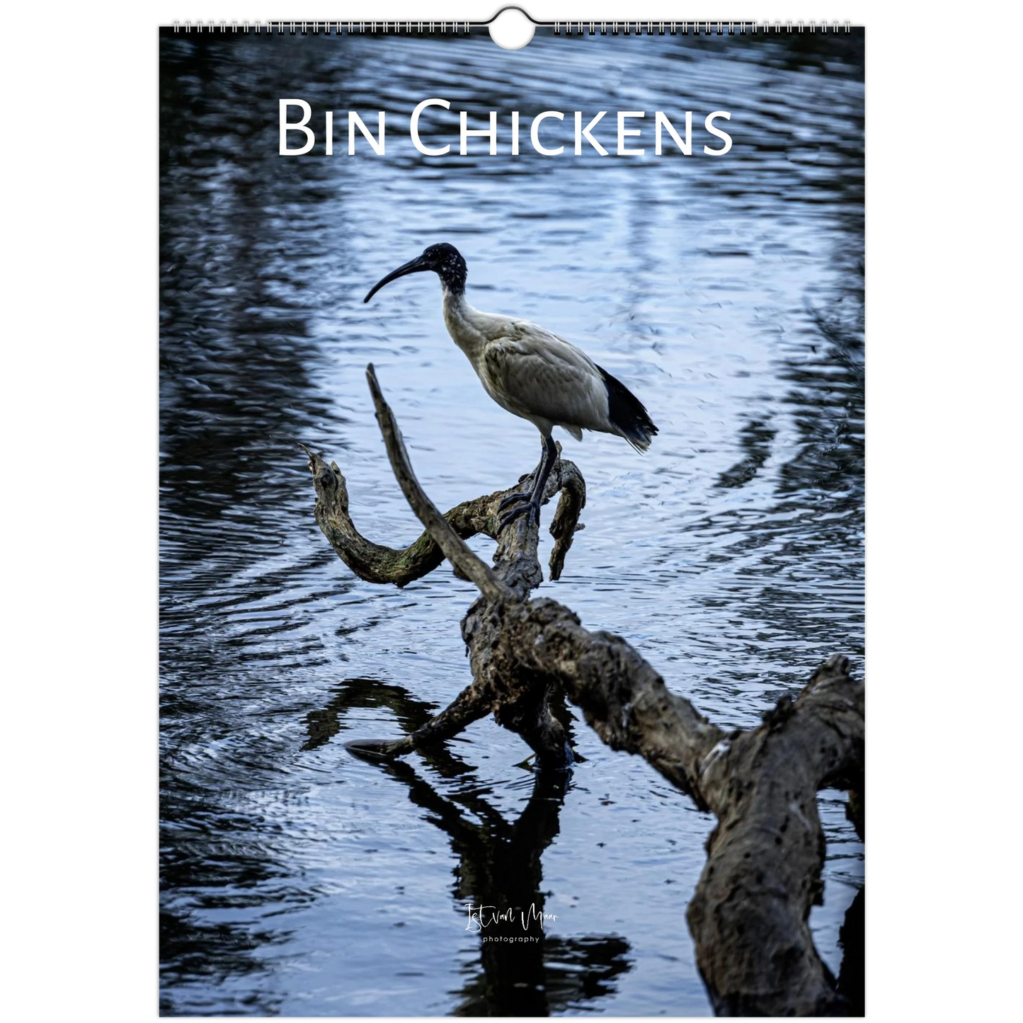 2027 Bin Chicken wall calendar cover – Australian White Ibis photography by Istvan Maar Photography