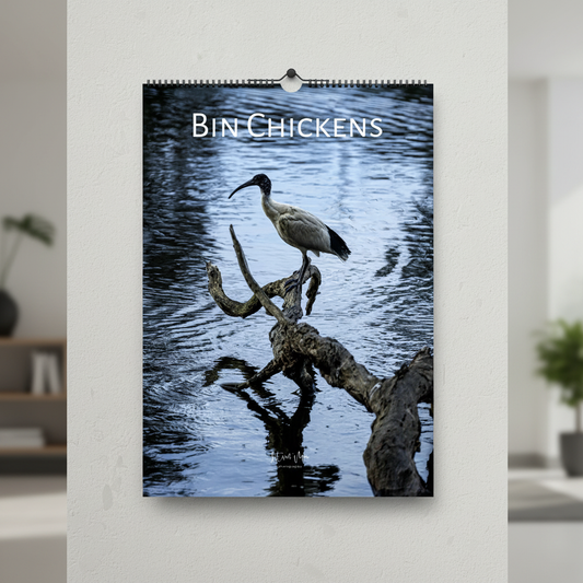 2027 Bin Chicken Wall Calendar displayed on a wall – Australian White Ibis photography by Istvan Maar Photography