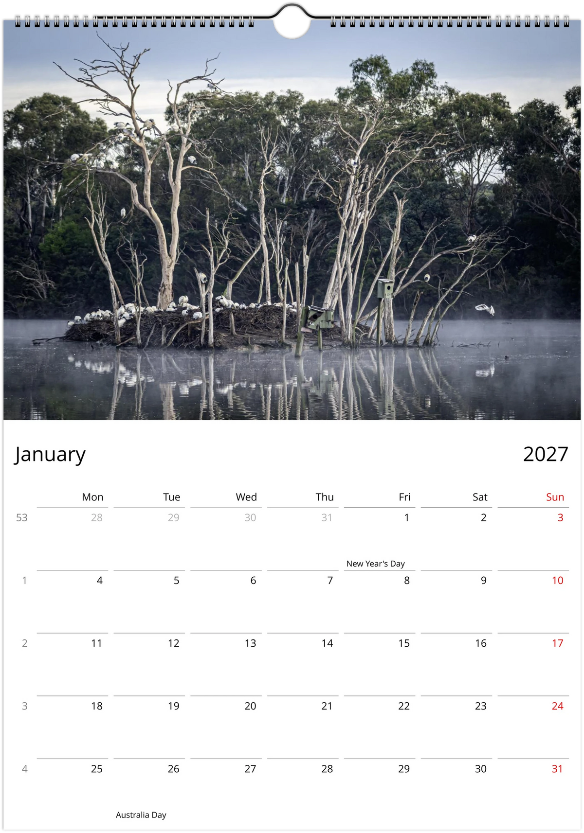 Australian White Ibis (Bin Chicken) colony nesting in dead trees on a misty wetland island, with nest boxes and water reflections – January 2027 calendar page
