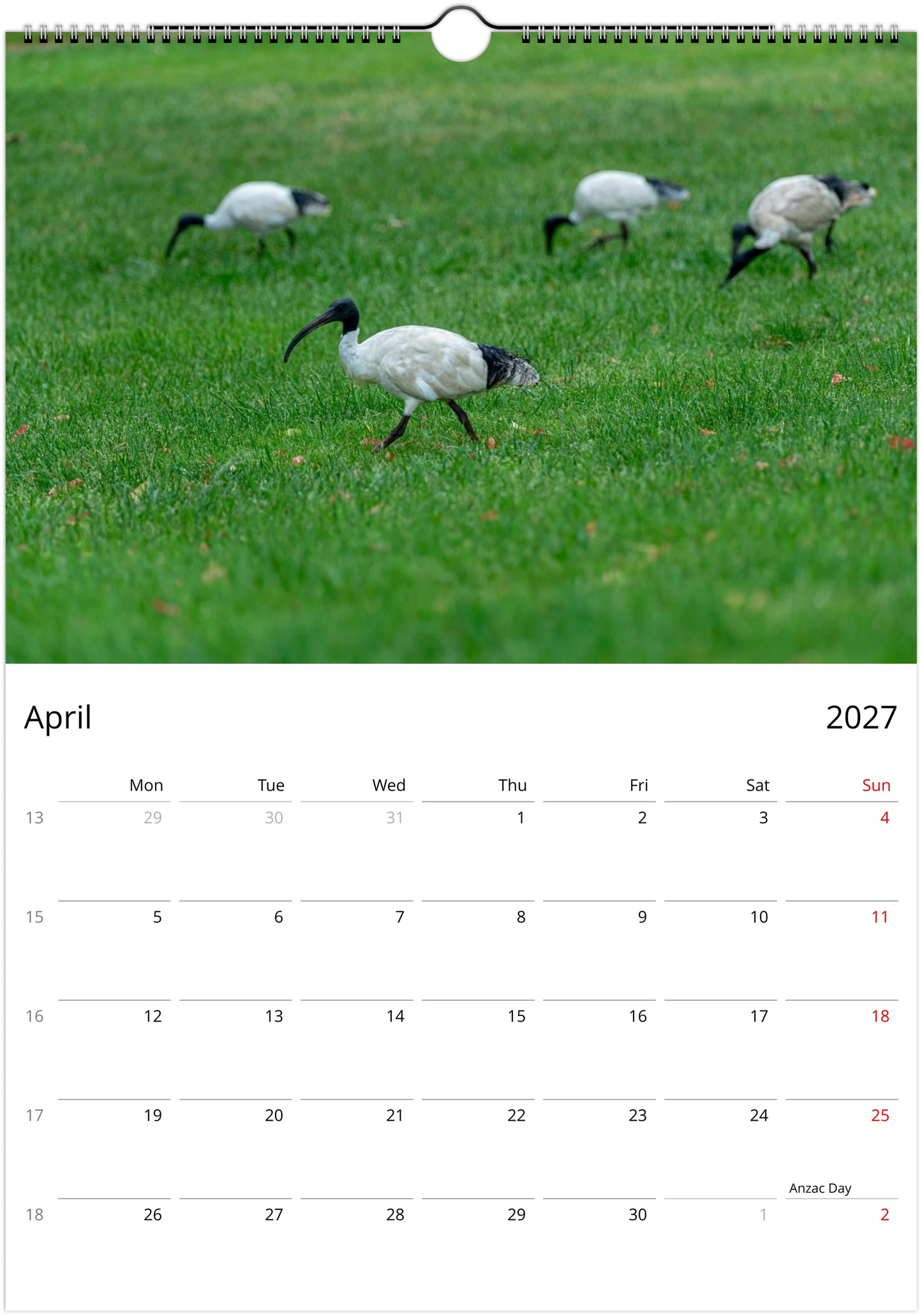 Australian White Ibis (Bin Chicken) foraging on green grass with three others in the background – April 2027 calendar page
