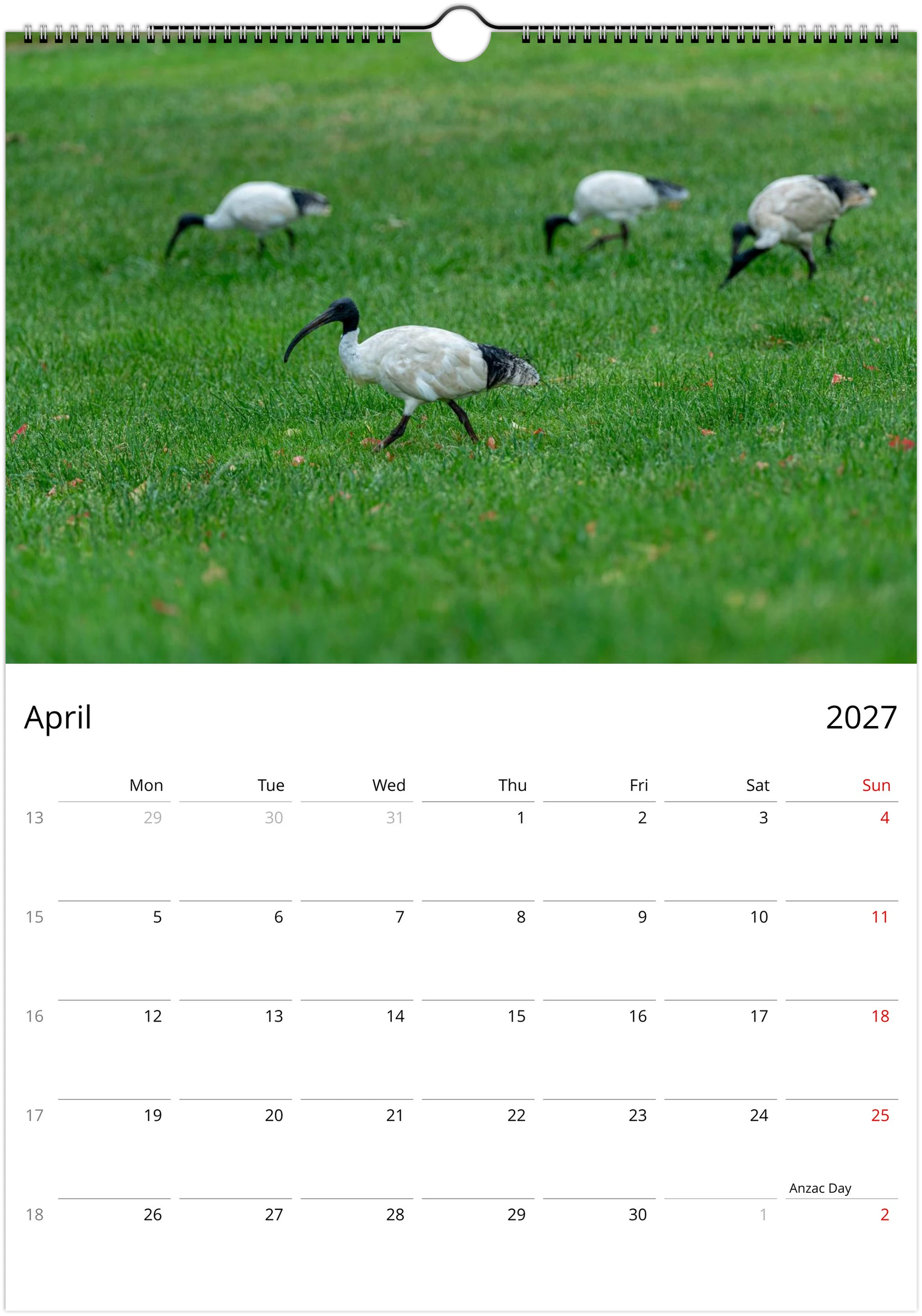 Australian White Ibis (Bin Chicken) foraging on green grass with three others in the background – April 2027 calendar page
