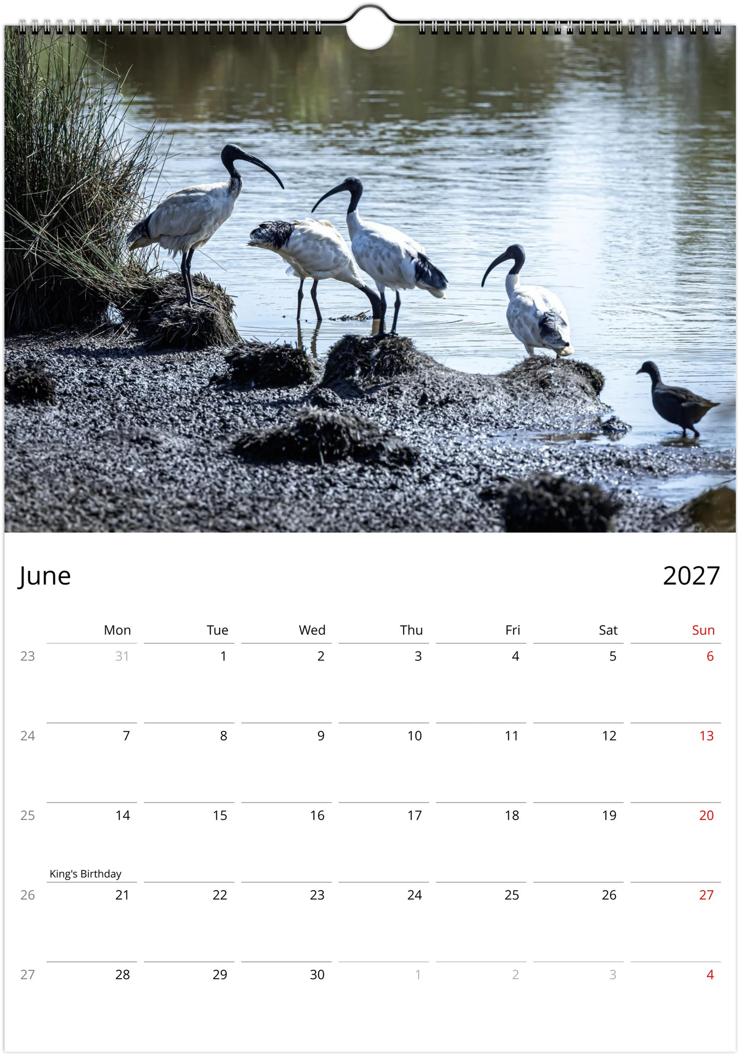 Four Australian White Ibis (Bin Chickens) wading and foraging on a muddy riverbank among reeds – June 2027 calendar page