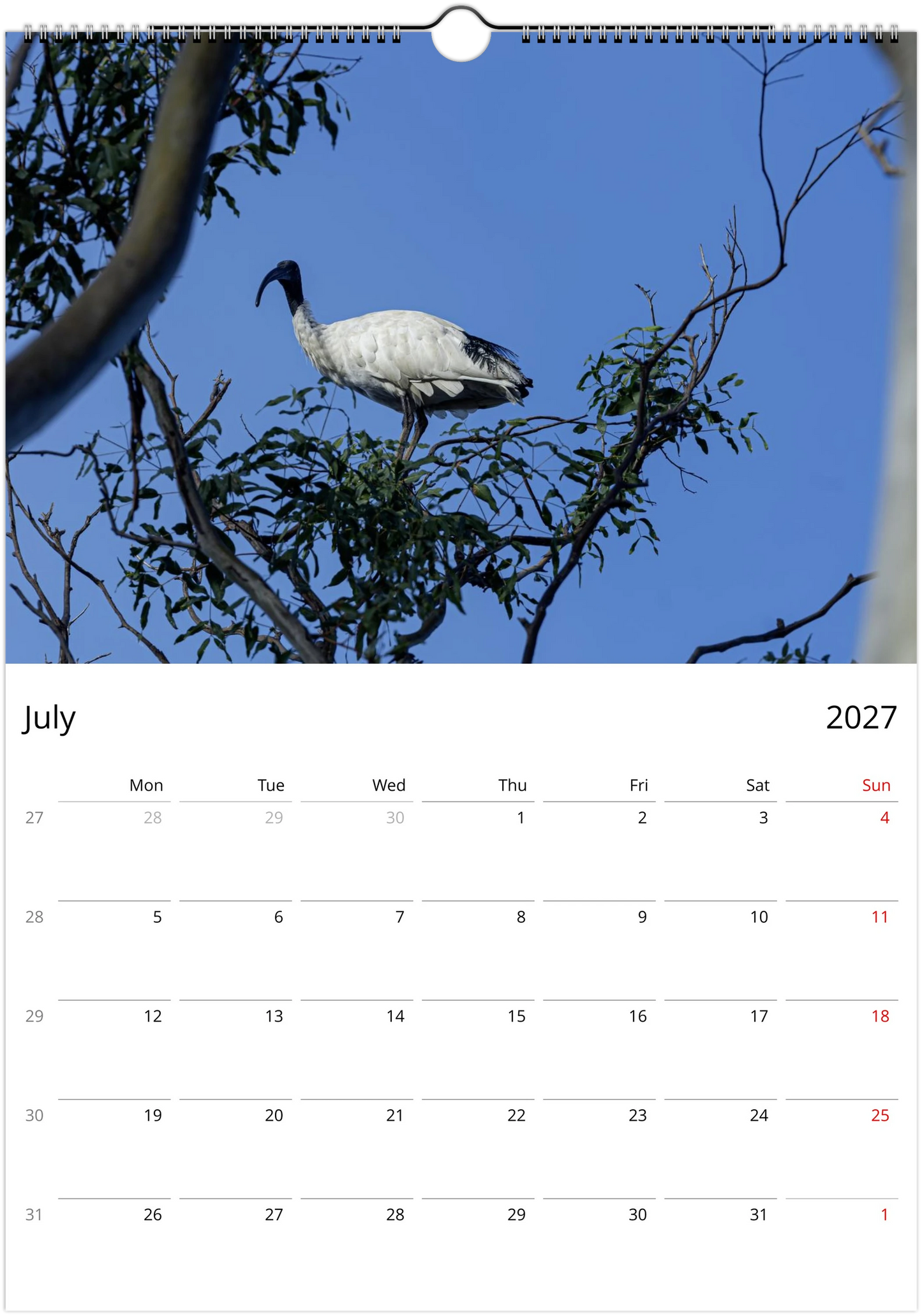 Australian White Ibis (Bin Chicken) perched high in a eucalyptus tree against a clear blue sky – July 2027 calendar page