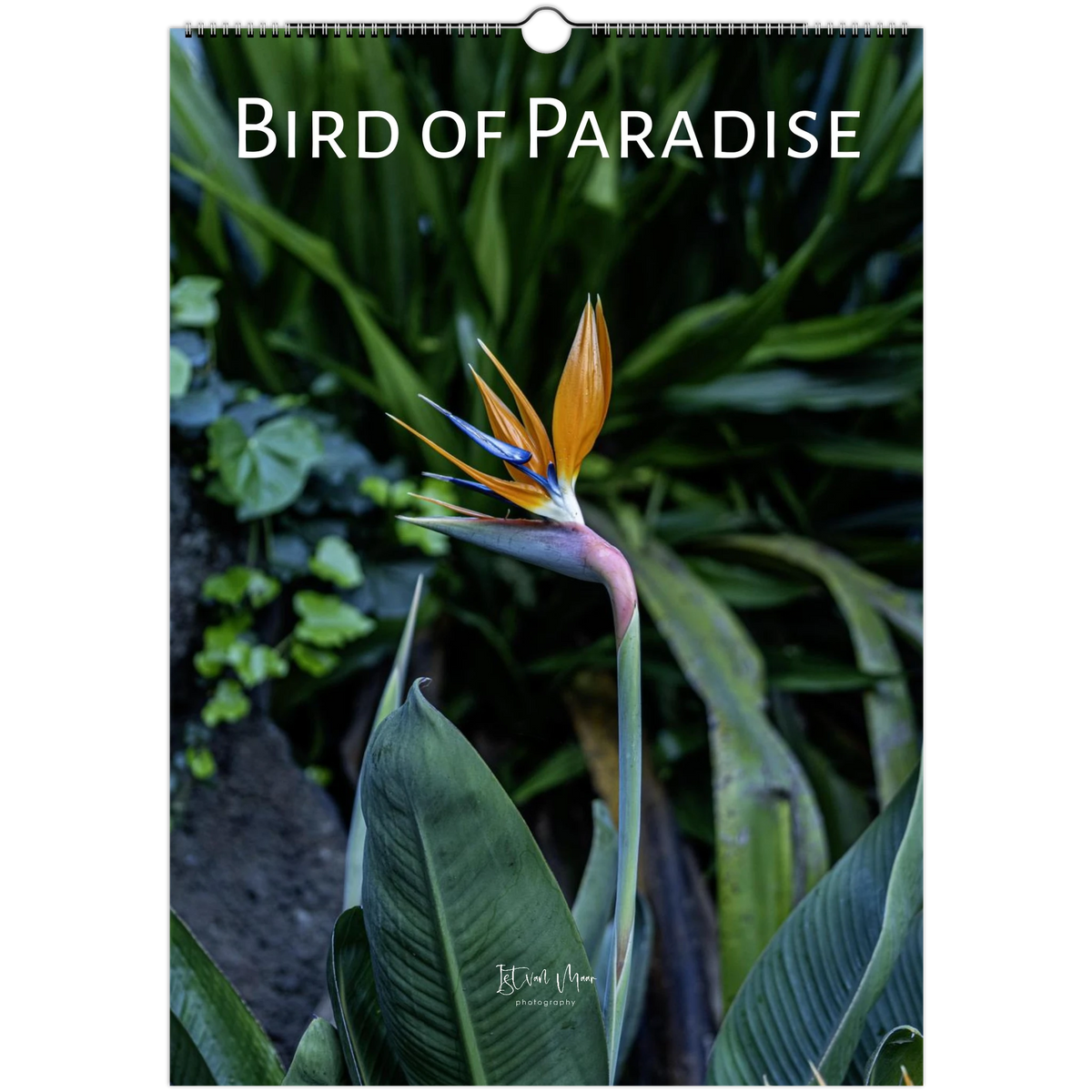 2027 Bird of Paradise flower wall calendar cover, A3 size – strelitzia photographed at the Royal Botanic Gardens Melbourne by Istvan Maar Photography