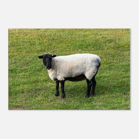 Sheep Domestic Animal Canvas Wall Art Photography, Nursery Print, Nursery Animal Wall Decor, Kids Room, Prints, Stretched canvas by Istvan Maar Photography 01