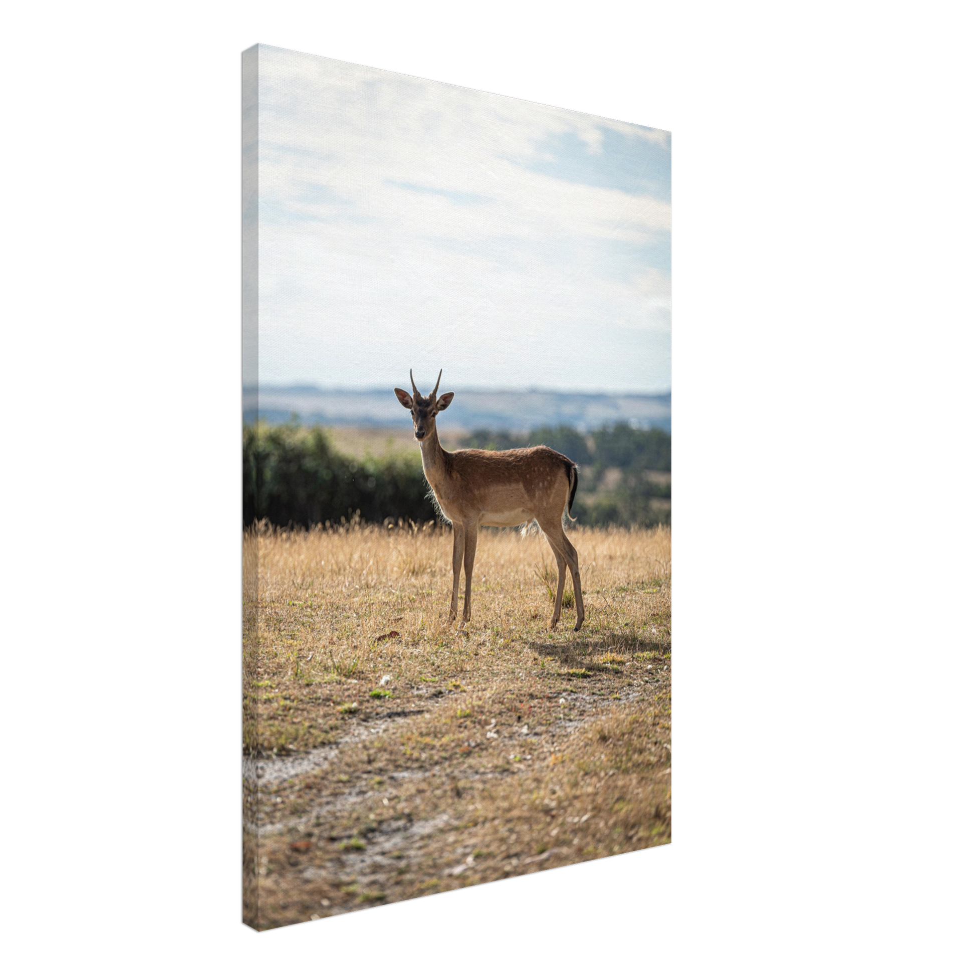 Deer wildlife canvas – colour and texture detail