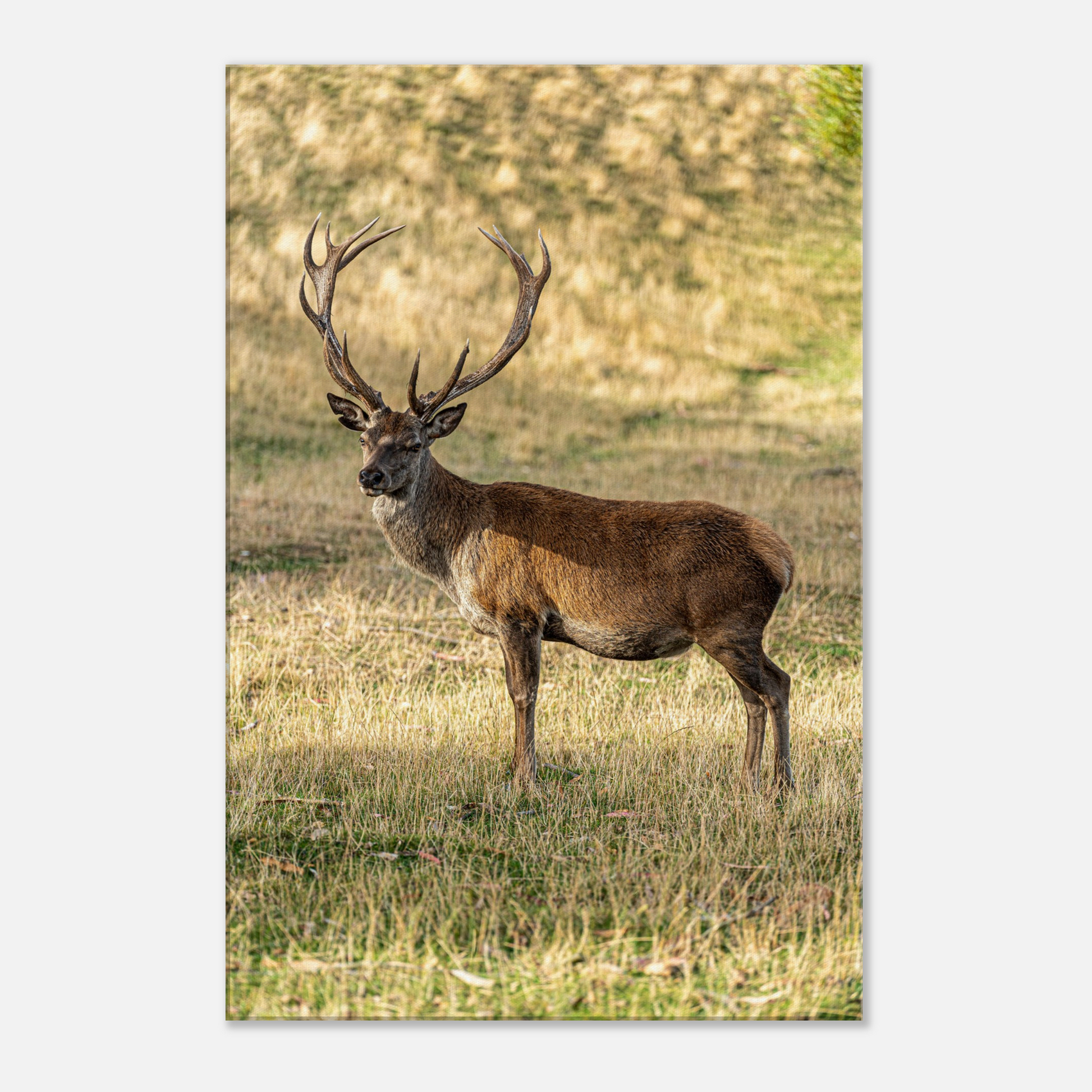 	
Deer Wildlife Animals Art Nursery Photography Wall Decor Kids Room Poster Playroom Artwork Stag Stretched Canvas 050