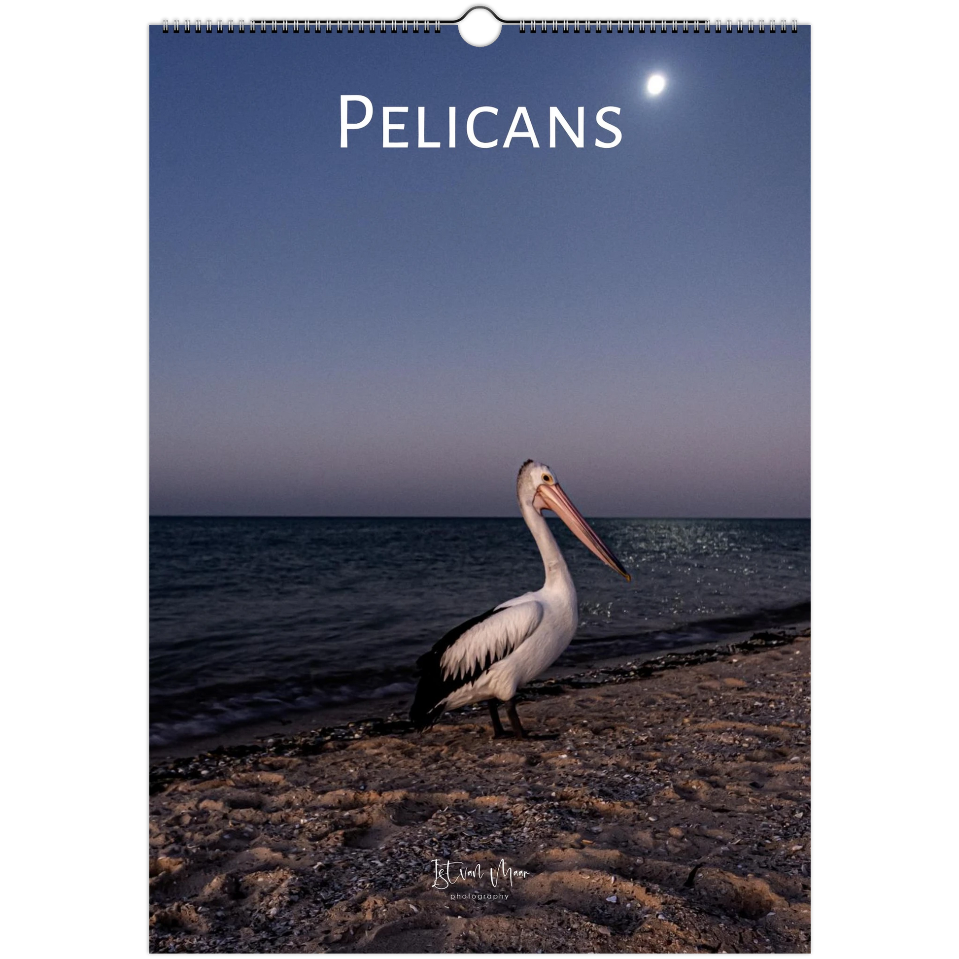Australian pelican standing on a moonlit beach at dusk — wildlife photography wall calendar by Istvan Maar