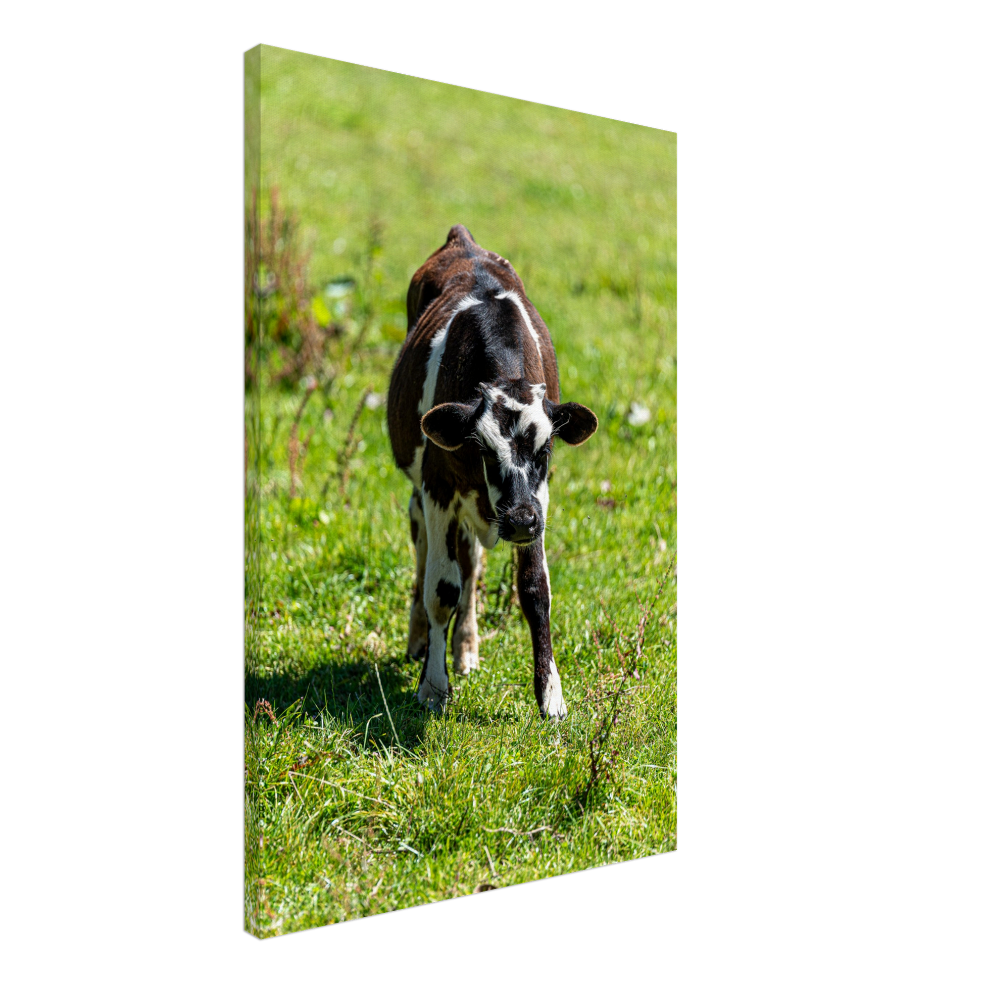 Cute calf Domestic Animal Canvas Wall Art Photography, Nursery Print, Nursery Animal Wall Decor, Kids Room, Prints, Stretched canvas by Istvan Maar Photography mockup 35