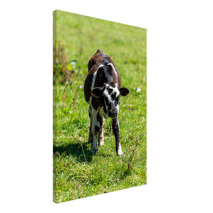 Cute calf Domestic Animal Canvas Wall Art Photography, Nursery Print, Nursery Animal Wall Decor, Kids Room, Prints, Stretched canvas by Istvan Maar Photography mockup 35