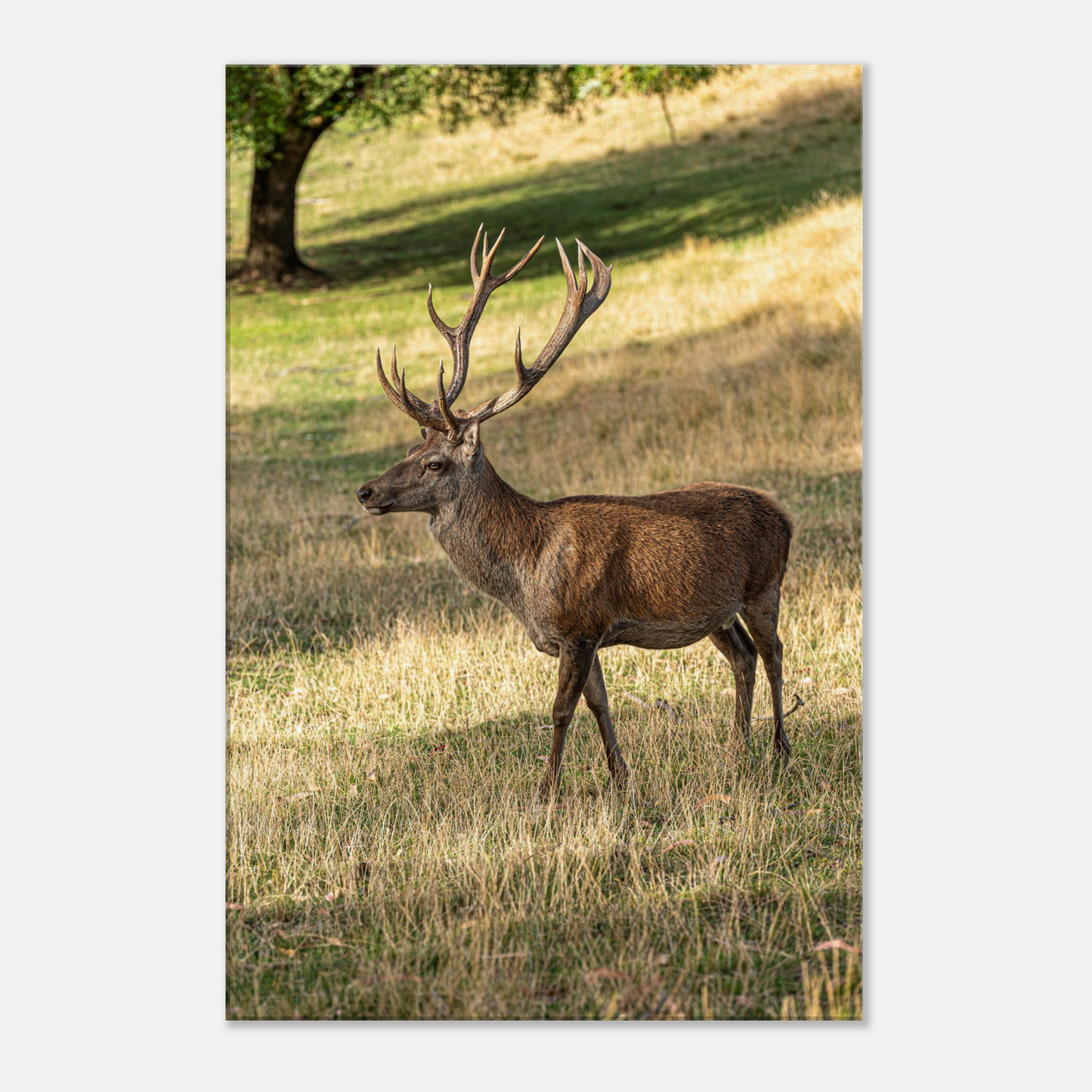 	
Deer Wildlife Animals Art Nursery Photography Wall Decor Kids Room Poster Playroom Artwork Stag Stretched Canvas 093