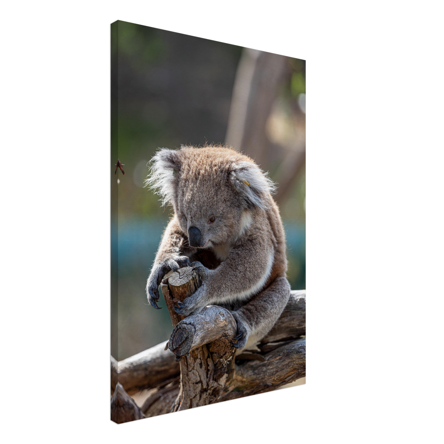 Cute koala sits on the tree - by Istvan Maar Photography - from side