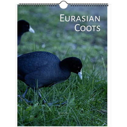 2027 Eurasian Coots wall calendar cover by Istvan Maar Photography – two Eurasian Coots foraging on grass. Available in A4, A3, LT and LG sizes