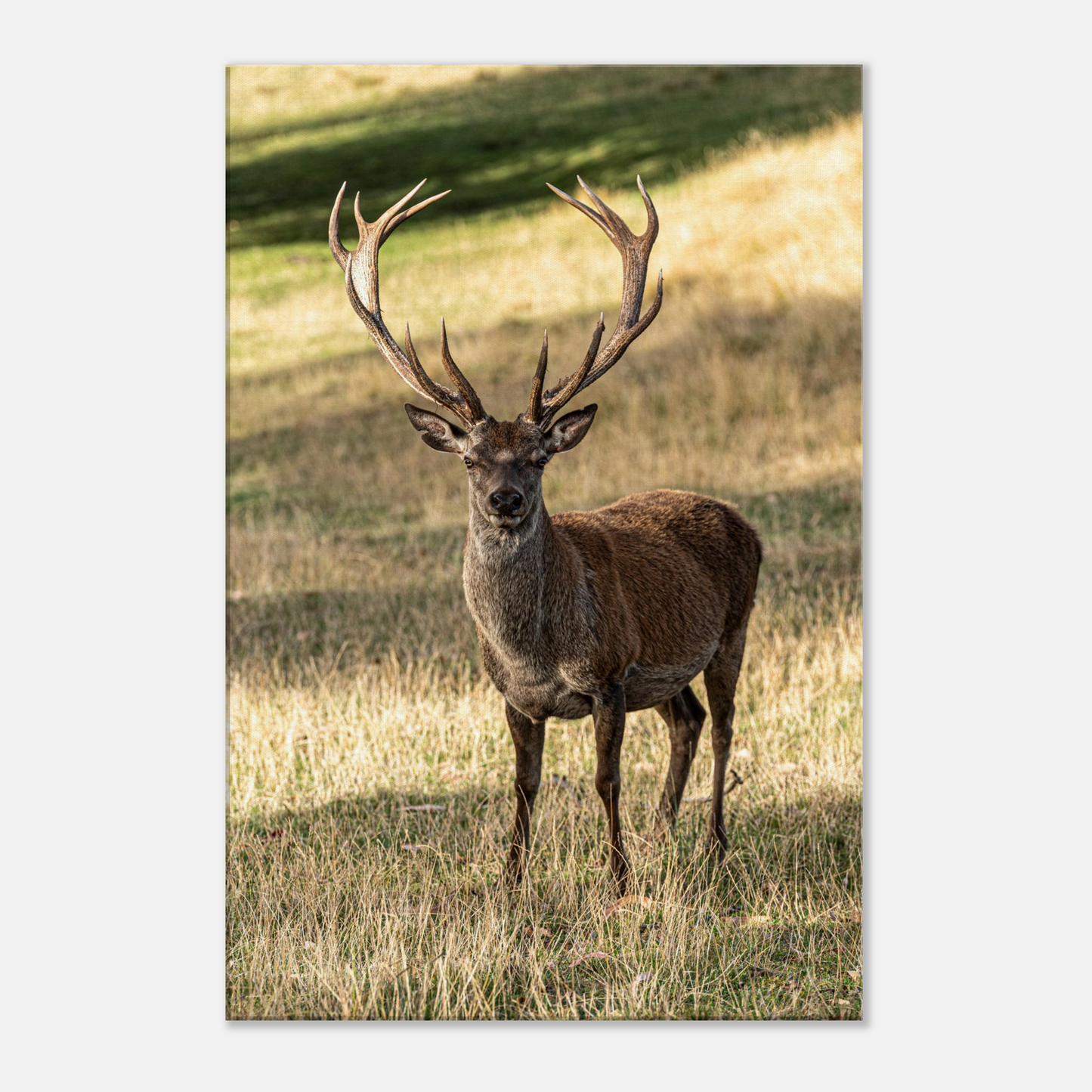 	
Deer Wildlife Animals Art Nursery Photography Wall Decor Kids Room Poster Playroom Artwork Stag Stretched Canvas 041