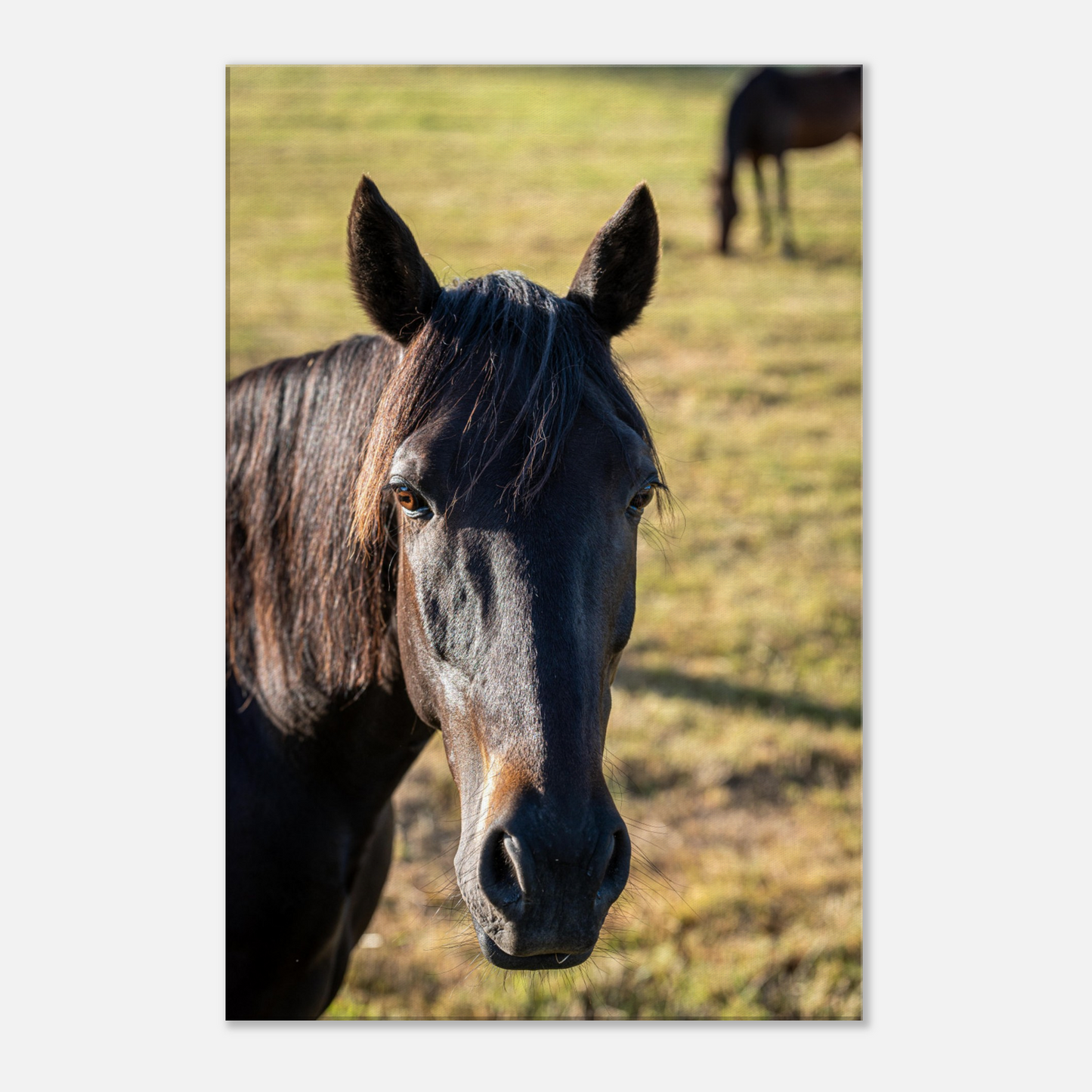 Horse Nursery Physical Print Canvas by Istvan Maar photography