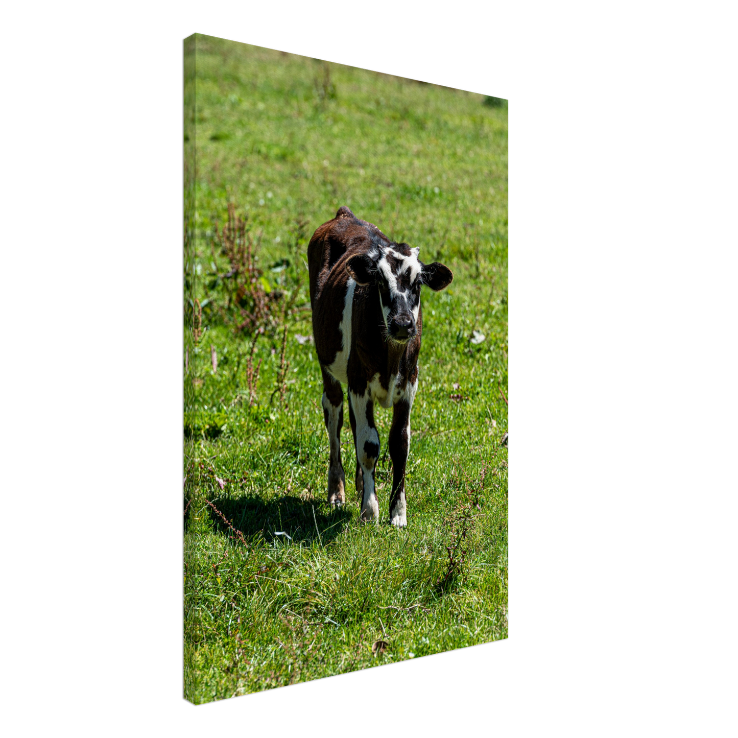 Cute calf Domestic Animal Canvas Wall Art Photography, Nursery Print, Nursery Animal Wall Decor, Kids Room, Prints, Stretched canvas by Istvan Maar Photography mockup 46