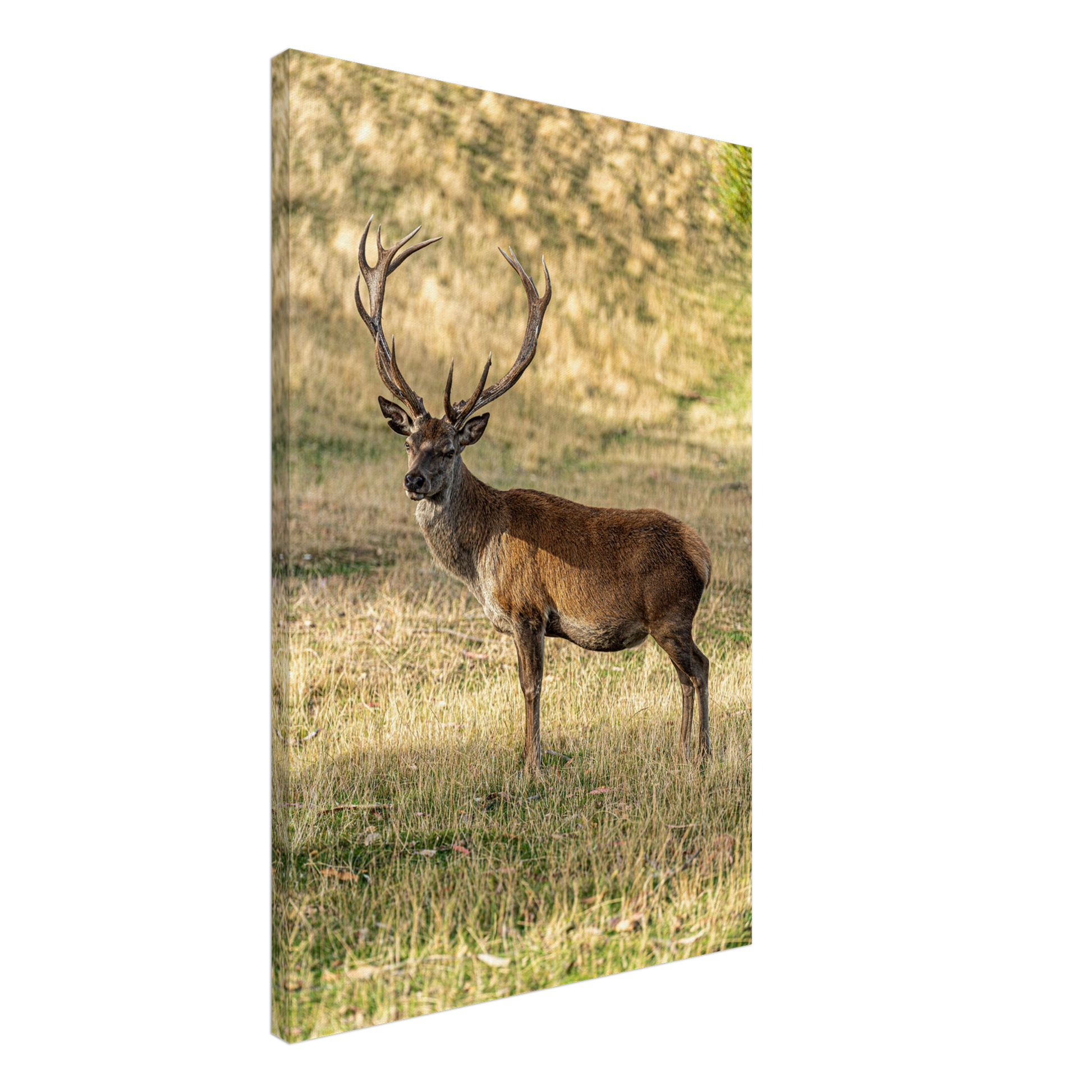 	
Deer Wildlife Animals Art Nursery Photography Wall Decor Kids Room Poster Playroom Artwork Stag Stretched Canvas 055