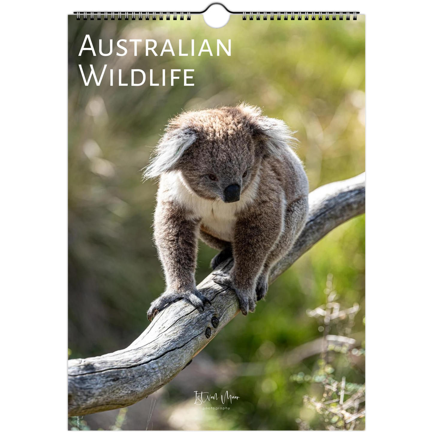 A spiral-bound wall calendar or print titled 'AUSTRALIAN WILDLIFE' featuring a koala sitting on a tree branch, with a blurred natural background.