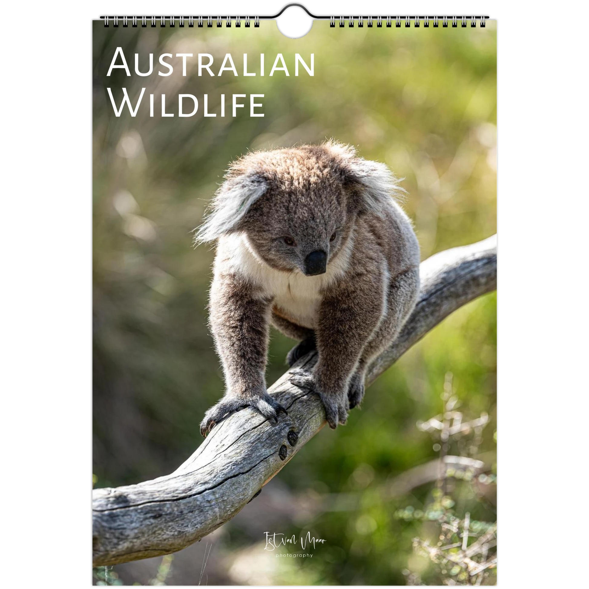 A spiral-bound wall calendar or print titled 'AUSTRALIAN WILDLIFE' featuring a koala sitting on a tree branch, with a blurred natural background.