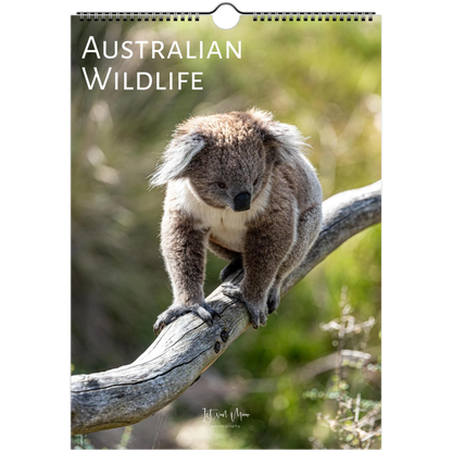 A spiral-bound wall calendar or print titled 'AUSTRALIAN WILDLIFE' featuring a koala sitting on a tree branch, with a blurred natural background.