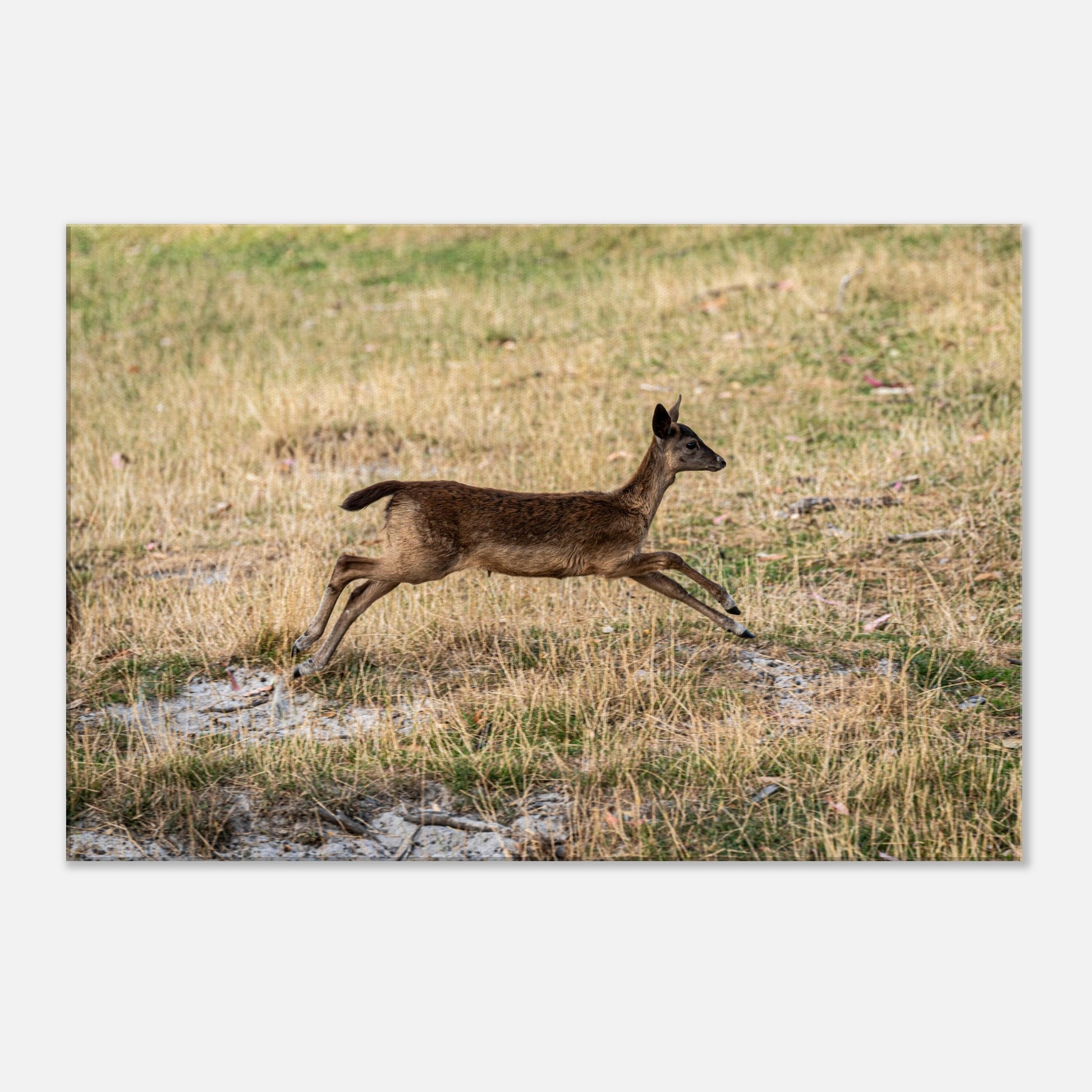 	
Deer Wildlife Animals Art Nursery Photography Wall Decor Kids Room Poster Playroom Artwork Stag Stretched Canvas 001