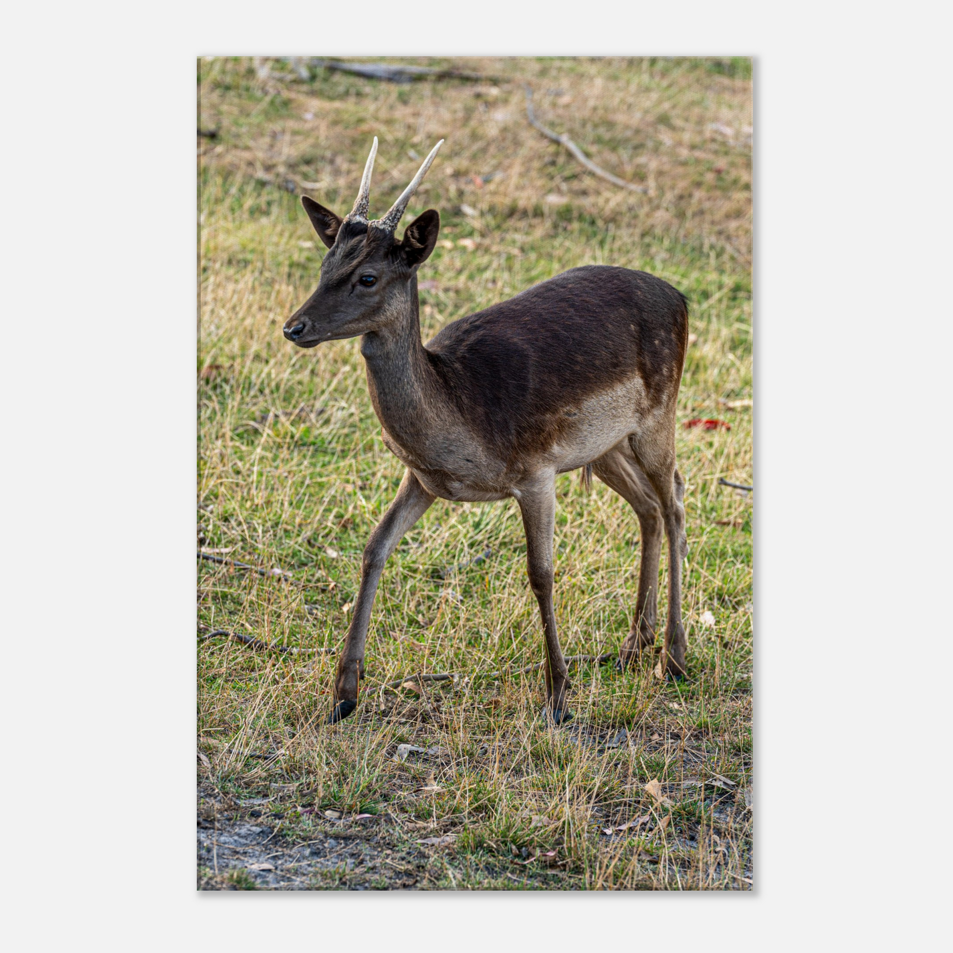 	
Deer Wildlife Animals Art Nursery Photography Wall Decor Kids Room Poster Playroom Artwork Stag Stretched Canvas 030