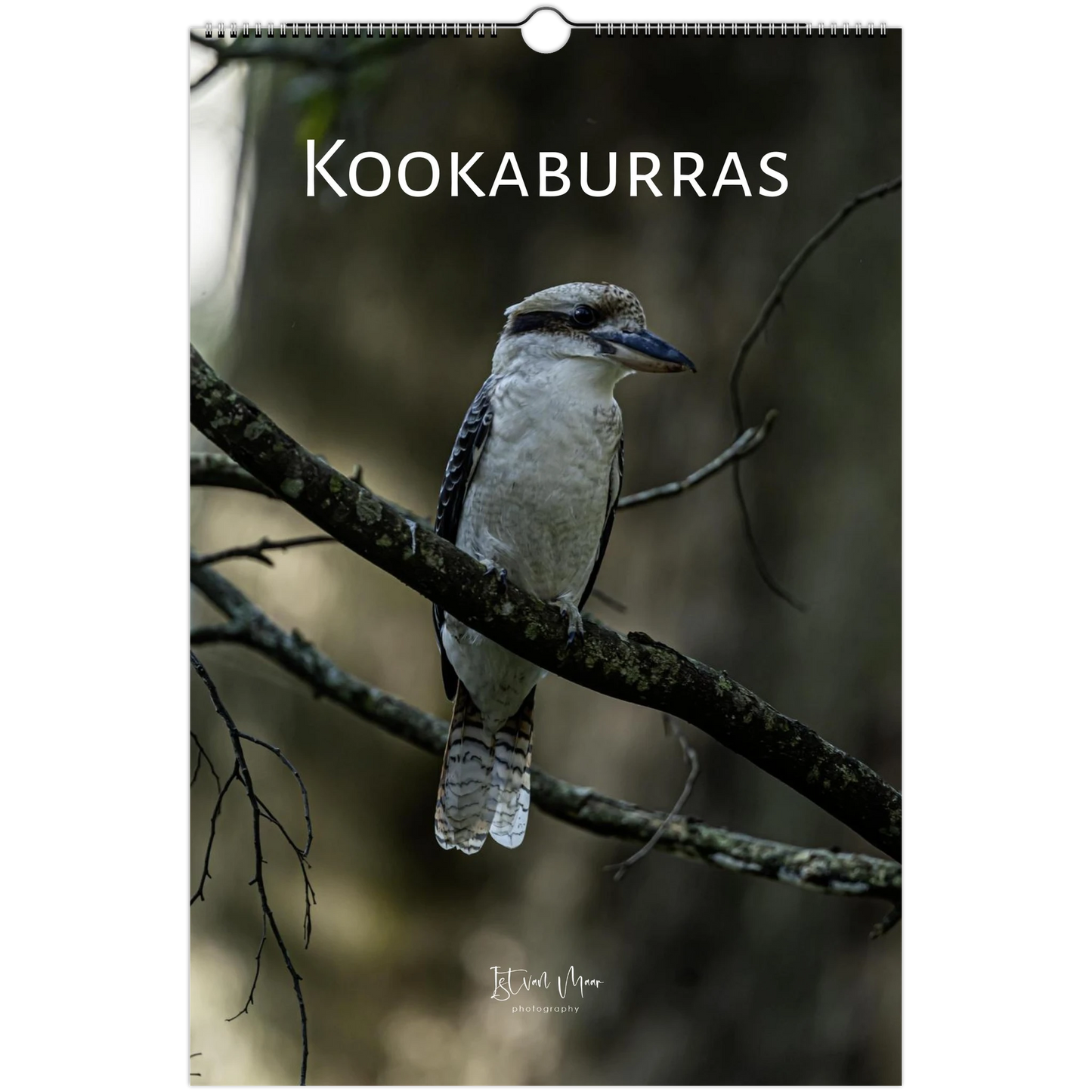 2027 Personalised Kookaburras wall calendar cover variant – laughing kookaburra on dark branch – Australian bird photography wall calendar