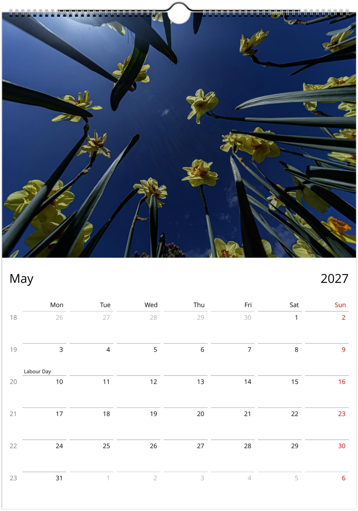 May 2027 page of the Daffodils wall calendar – daffodils photographed from below against a deep blue sky, Monday-start monthly grid